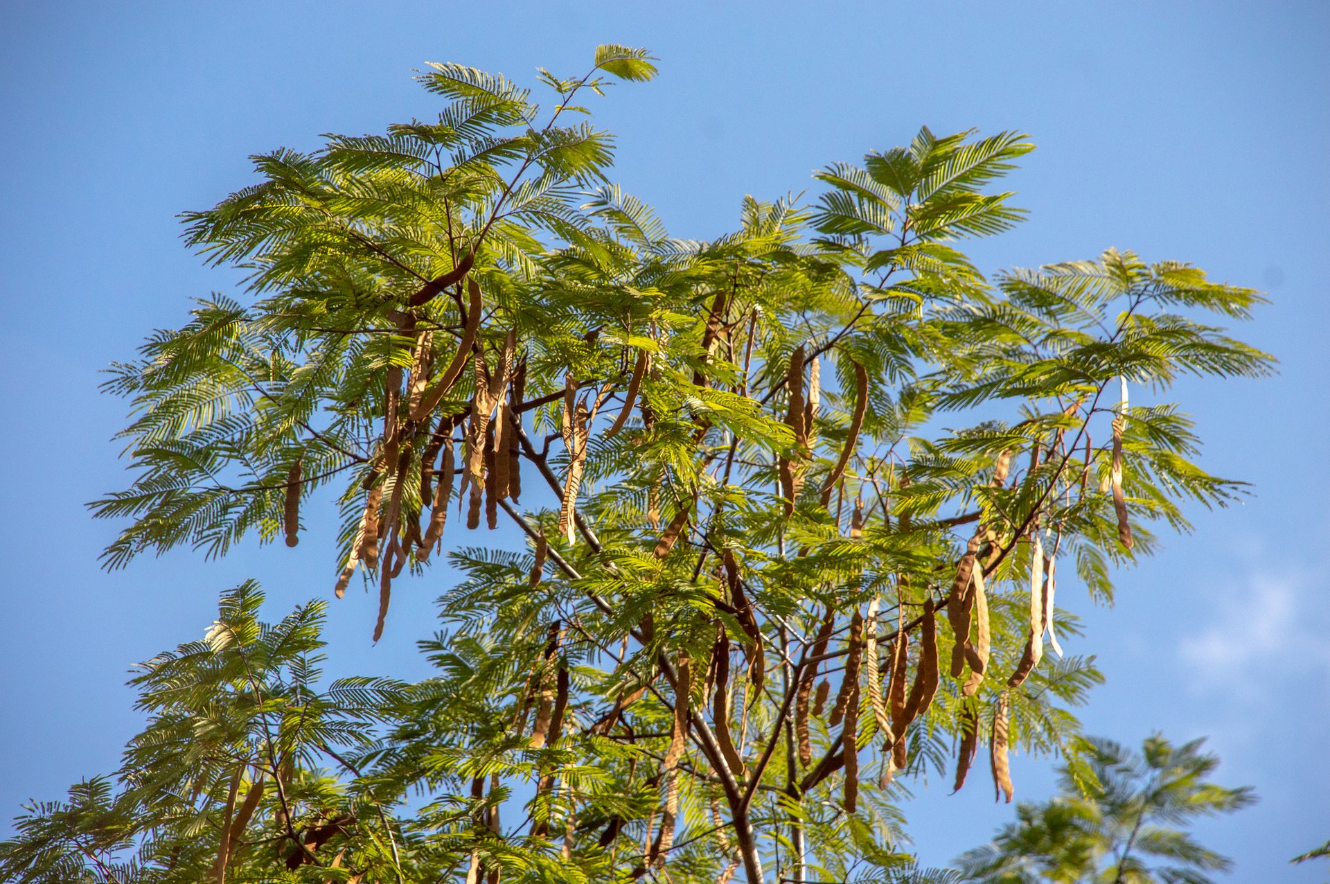 Yopo Negro - Vista 4